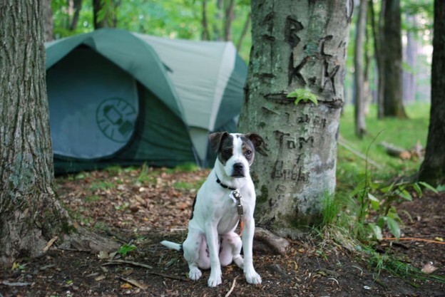 Top 5 tips for camping with your dog