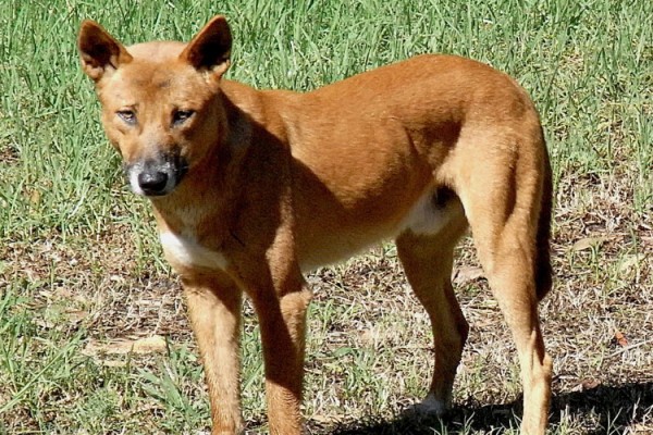 Dingo