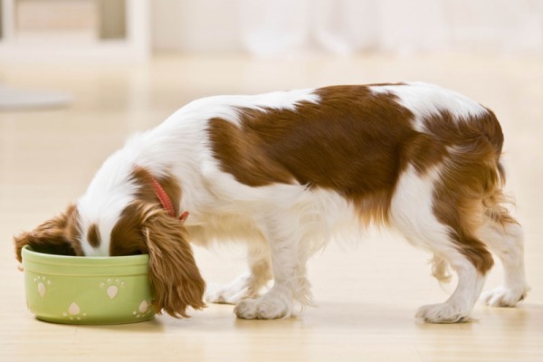 Dog-eating-food