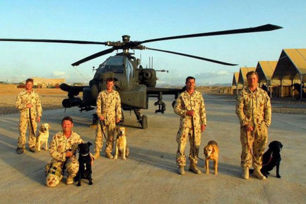 Military-working-dogs