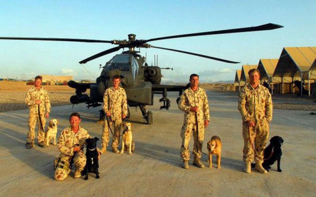 Military-working-dogs