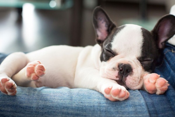 Puppy-sleeping-French-Bulld