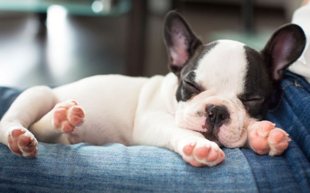 Puppy-sleeping-French-Bulld