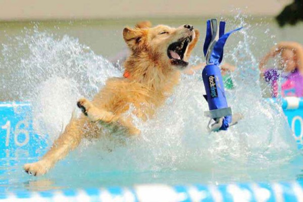 dock-dogs-dogs-in-the-park