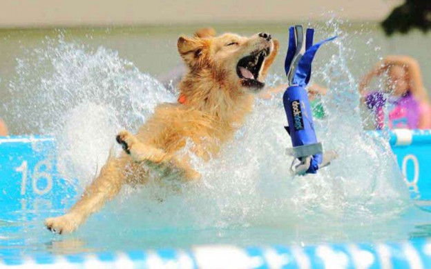 dock-dogs-dogs-in-the-park