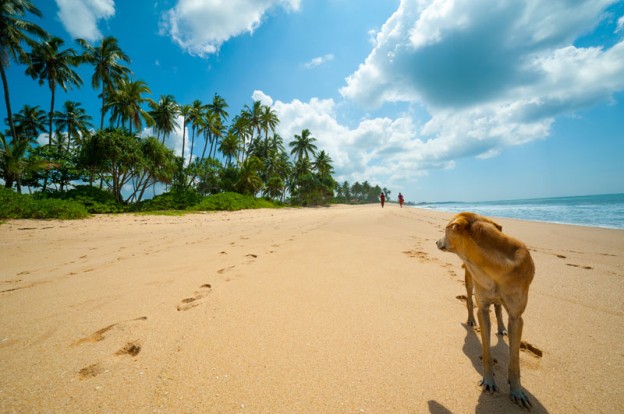 dog-at-the-beach
