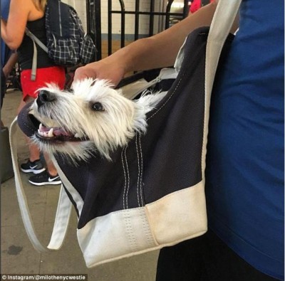 Dogs-on-New-York-subway