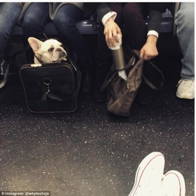 Dogs-on-New-York-subway