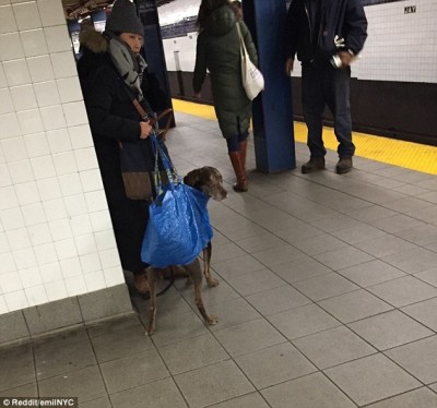 Dogs-on-New-York-subway