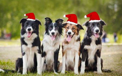 Christmas-border-collie