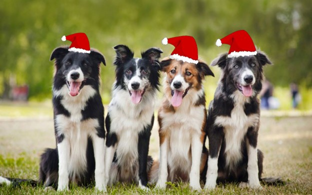 Christmas-border-collie