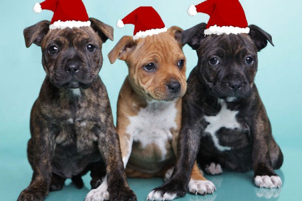Christmas-puppies