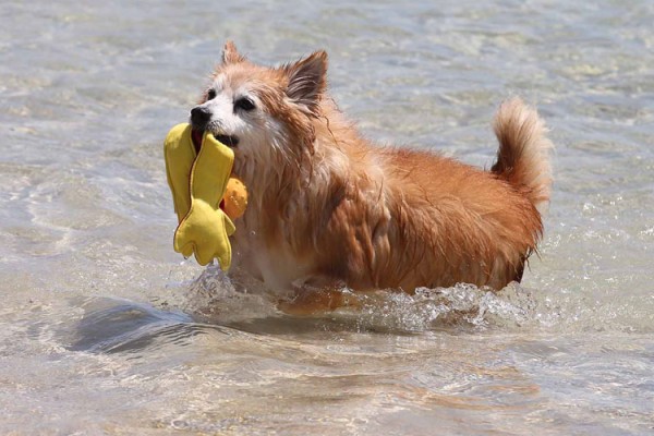 Dog-at-the-beach
