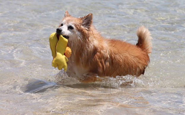 Dog-at-the-beach