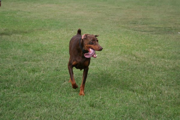 Dog-at-the-dog-park