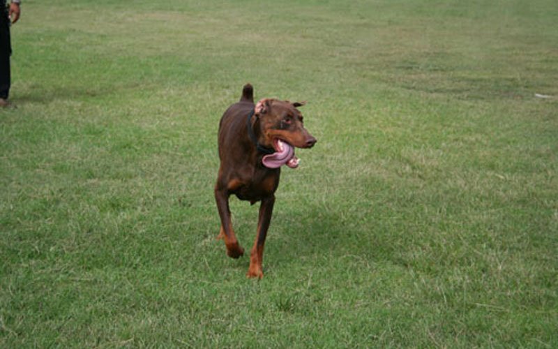 5 Dog park etiquette rules