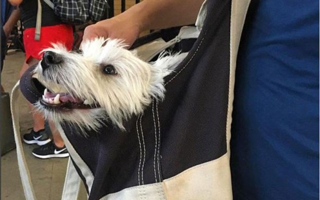 Dogs ride the New York subway