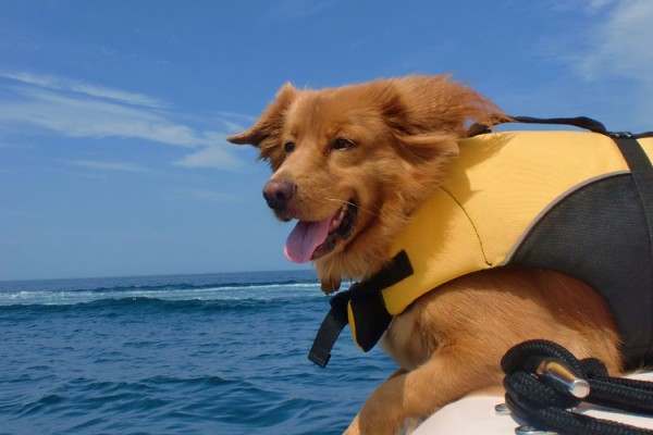 Dog-on-a-boat