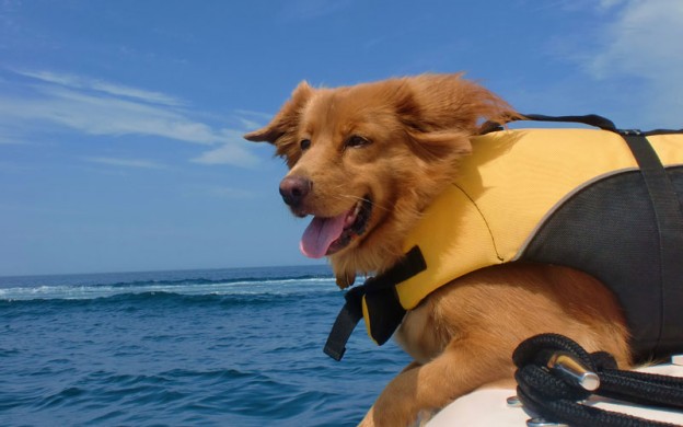 Dog-on-a-boat