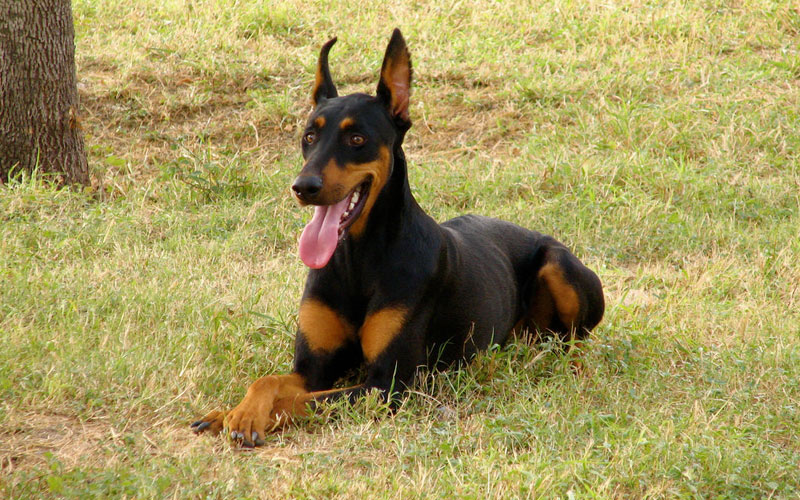 How to teach your dog to stay