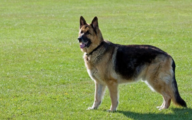 different type of german shepherd