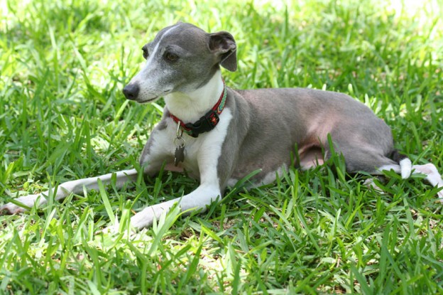 Italian-Greyhound-on-the-gr