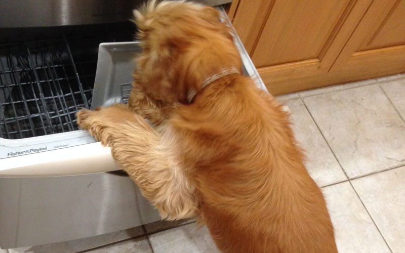 Jazz and the dishwasher, a poem by Jeanie Axton