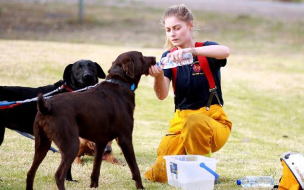 Pets-in-bushfire