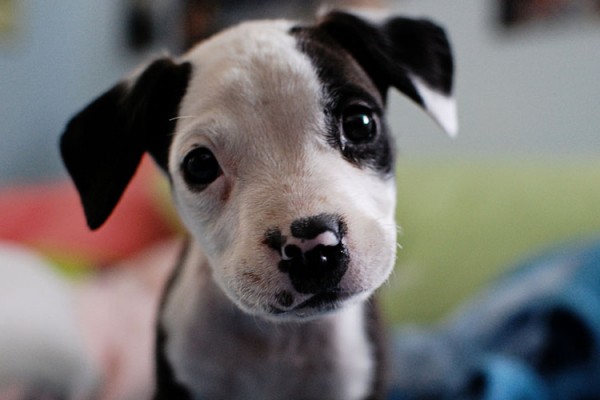 Pit-bull-puppy