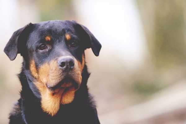 Rottweiler