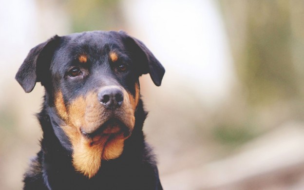 Rottweiler