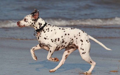 beach-dog