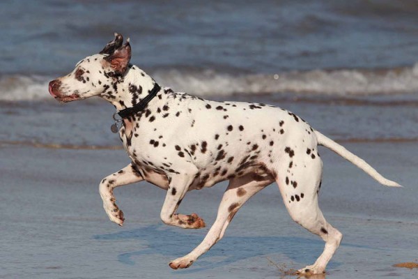 Top 5 dog beaches in and around Brisbane - DOGSLife Magazine