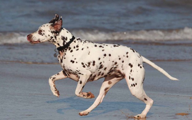 Top 5 dog beaches in and around Brisbane - DOGSLife Magazine
