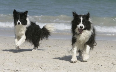 dogs-at-the-beach