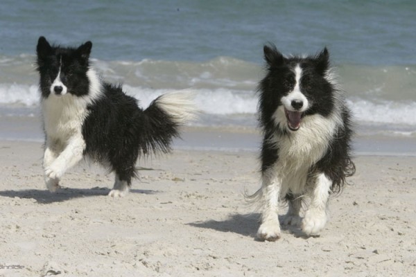 Top 5 dog-friendly beaches in and around Melbourne