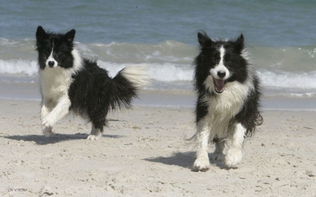 Top 5 dog-friendly beaches in and around Melbourne
