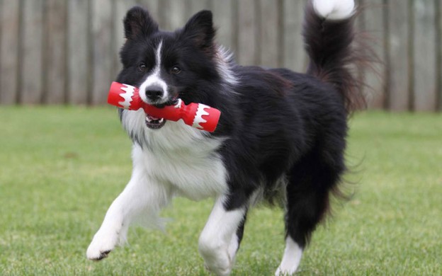 Christmas-border-collie