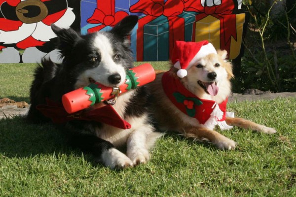 Christmas-dogs