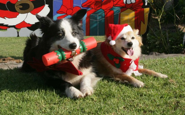 Christmas-dogs