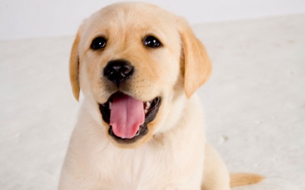 Labrador-puppy