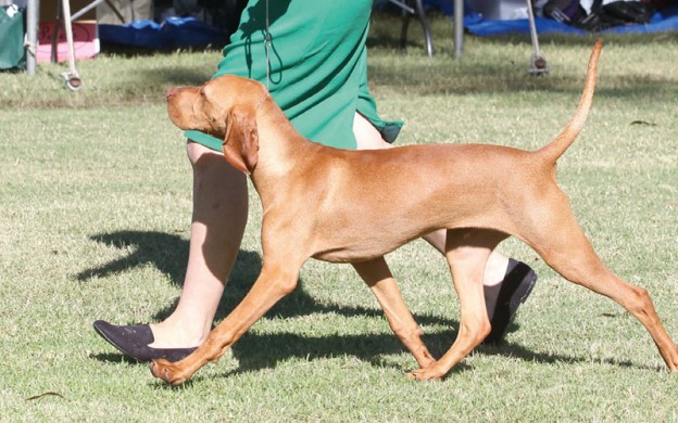 What it takes to become a show dog