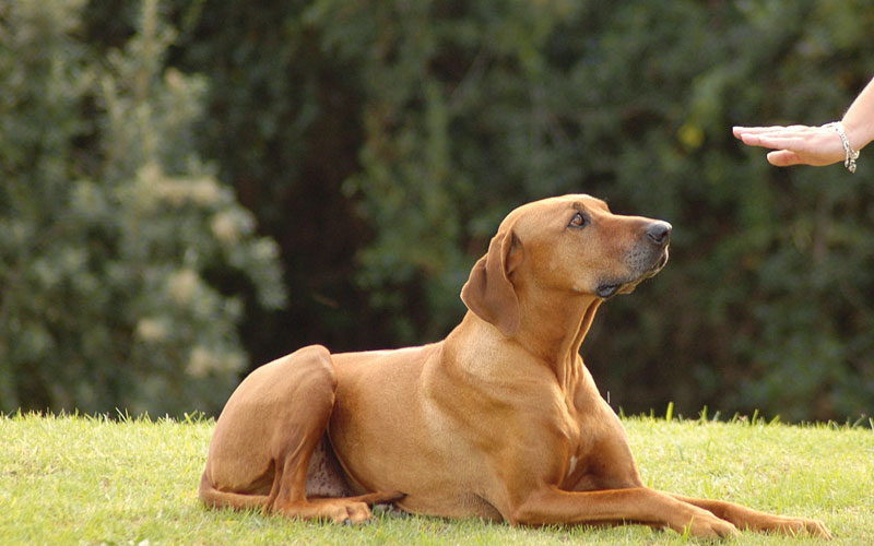 Teaching your dog the meaning of “no”