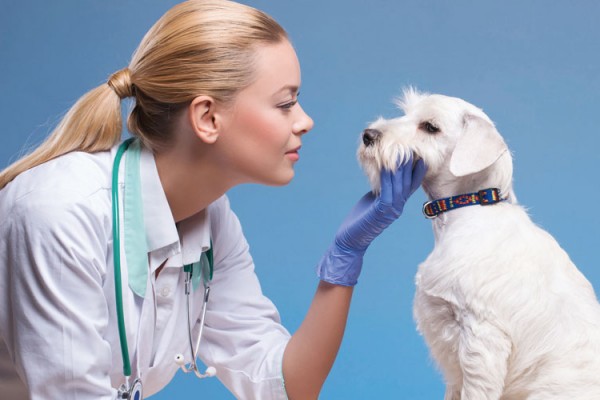 Anaemia-in-dogs