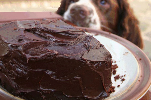 Dog-looking-at-chocolate-ca