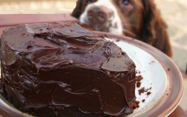 Dog-looking-at-chocolate-ca