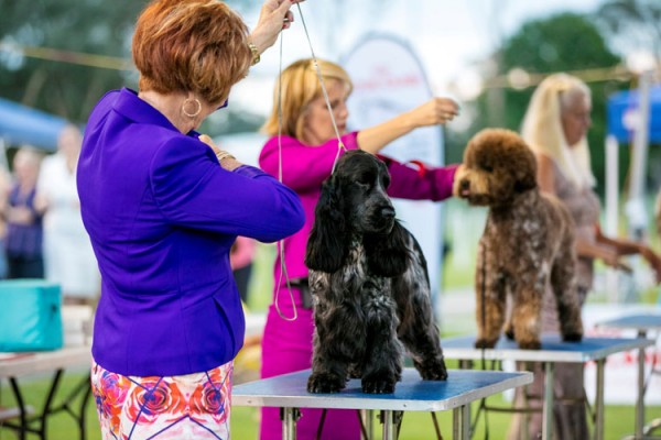 Top pedigree dogs on show for ‘Dogs NSW Dog of the Year’