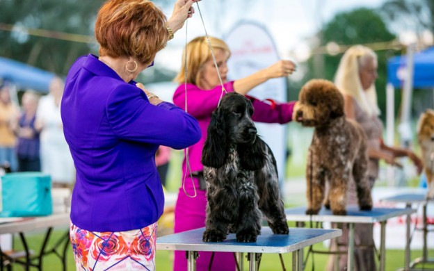 Top pedigree best sale dogs