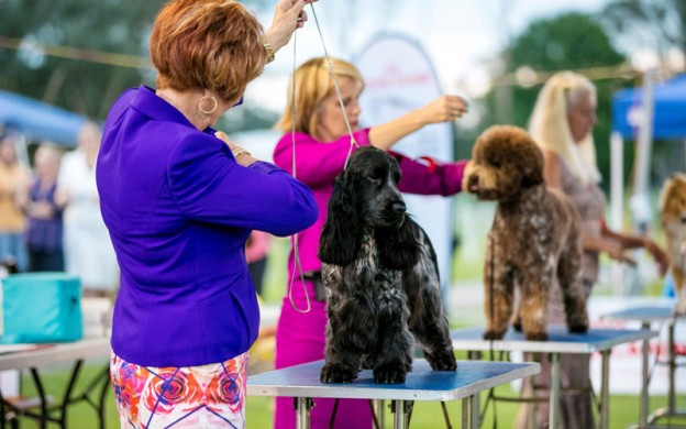 Top pedigree dogs on show for ‘Dogs NSW Dog of the Year’