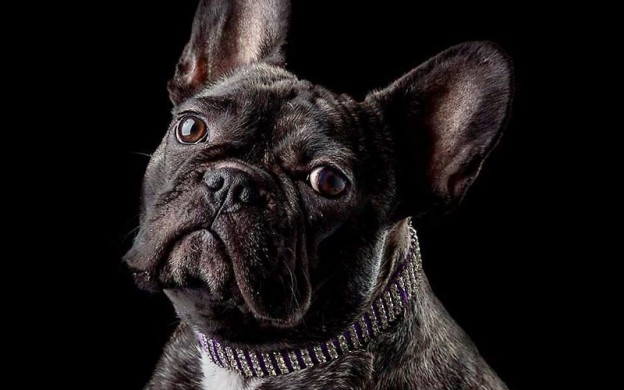 French-Bulldog